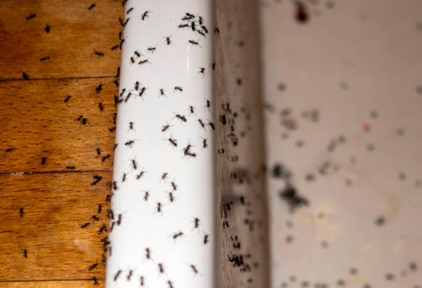 Best Flea Control Services  in Topaz Ranch Estates, NV